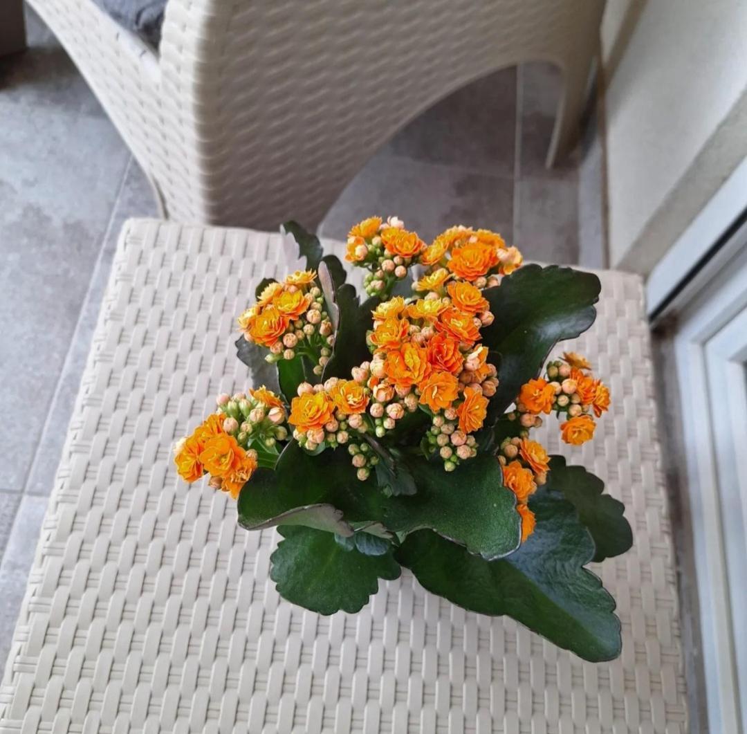 Stan Na Dan Aurora Apartment Pozarevac Luaran gambar